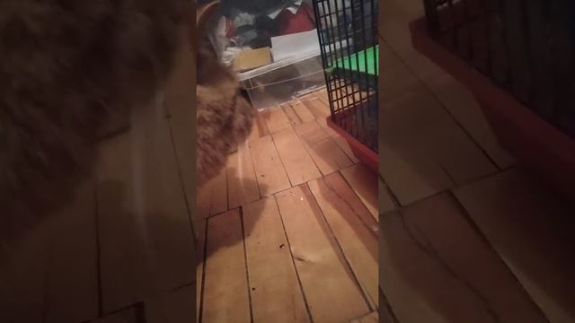 6.04.2022 Мы с котом любуемся на хомяка / а он у них носом сопит...ээх смотреть онлайн