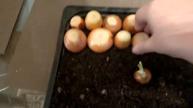 ЛУЧОК ,САЖАЕМ САМИ. смотреть онлайн