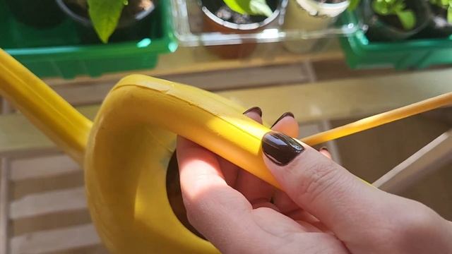 Очень ВАЖНАЯ подкормка рассады после пикировки. Переношу рассаду на новый стеллаж смотреть онлайн