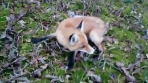 Бешеная лиса, странное поведение, действительно ли бешенство?