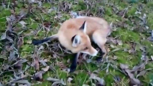 Бешеная лиса, странное поведение, действительно ли бешенство?