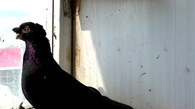 ?...Ему досталось всё... Бойные голуби. смотреть онлайн