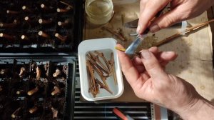 Настольная прививка винограда12.03.21