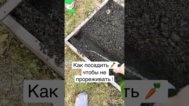 Как посадить морковь,чтобы не прореживать! Добавь два пакетика чая! #огород #сад #морковка #посадка смотреть онлайн