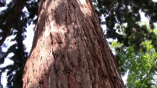 Старая сосна. Фридрихсхафен. смотреть онлайн