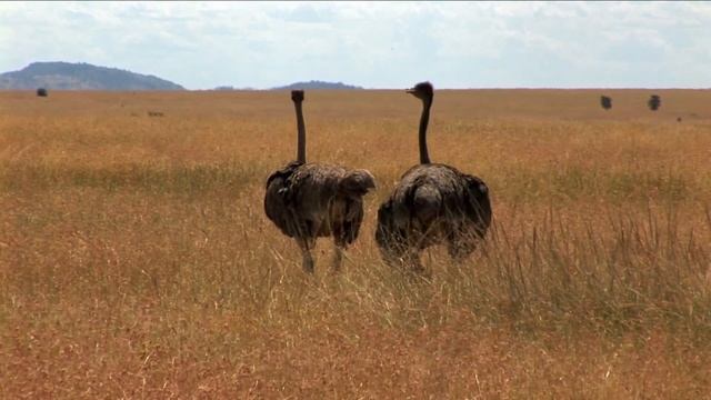 Дикая природа Африки