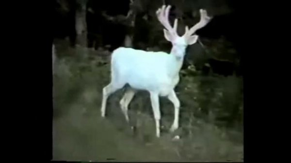 White Stag Wiki | Let's Read!