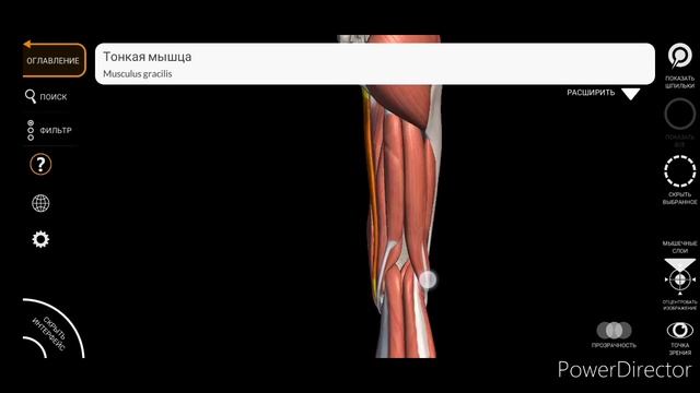 Анатомия колена. Болит колено, что делать? смотреть онлайн