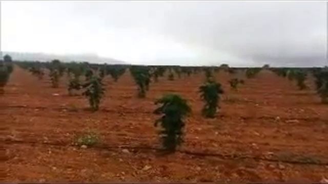 Жизнь Дерево Paulownia смотреть онлайн