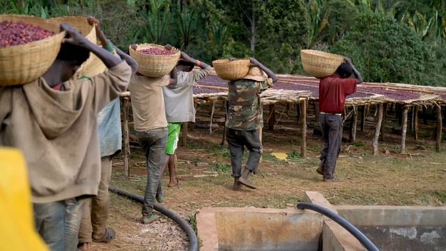 Natural Coffee Processing смотреть онлайн
