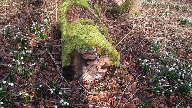 Märzenbecher (Leucojum vernum) und Lackporlinge in Thüringen Deutschland auf dem Krahnberg bei Goth смотреть онлайн