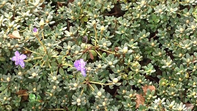 Rhododendron minus Michx. (pěnišník menší) смотреть онлайн