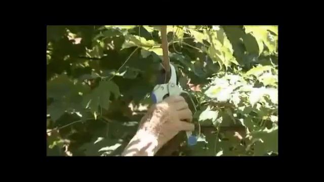 Garden Lopper & Secateur Set - Available Online From Langdon European смотреть онлайн