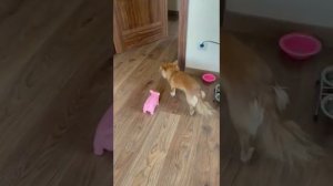 Пароксизмальная дискинезия у собаки / Paroxysmal dyskinesia in dog