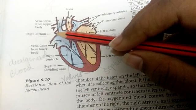 Functioning Of Heart. Class 10th. NCERT. Ch-Life Processes