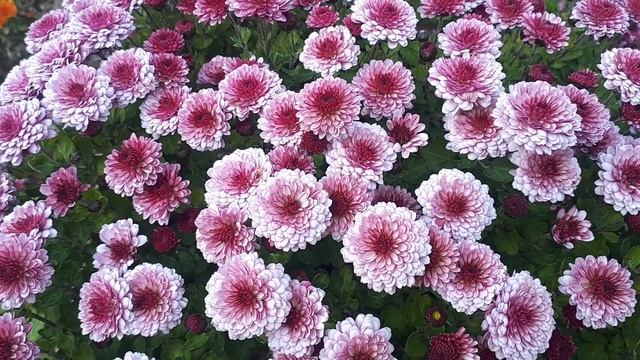 Хризантема мультифлора сорт Ида смотреть онлайн