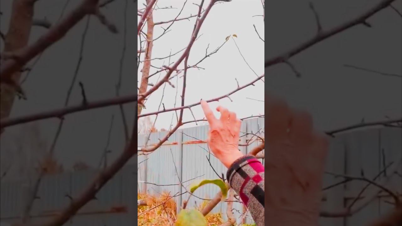 кольчатки на дереве смотреть онлайн