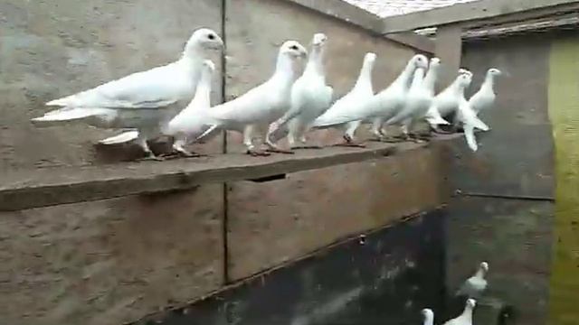 Русский выставочный смотреть онлайн