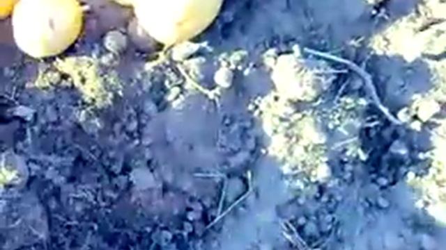 Картофель. Сдвоенные ряды под СЕНОМ! 2017. Potatoes. Double rows under the hay! смотреть онлайн