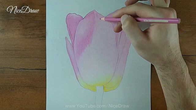 Easy Way To Draw a Tulip Flower with Colour Pencils - Pencil Colour Drawing смотреть онлайн