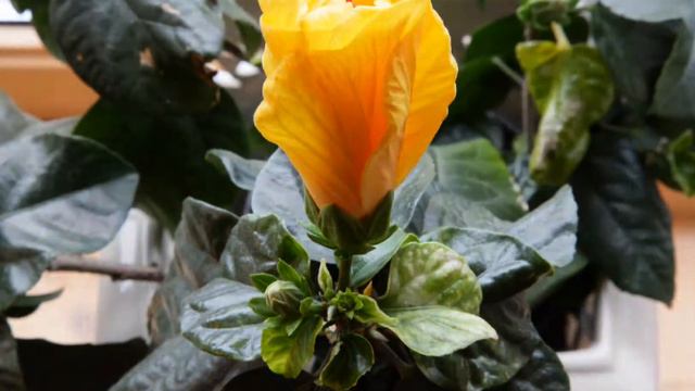 Hibiscus frå knupp til blome II av Ola Magne Silke. смотреть онлайн