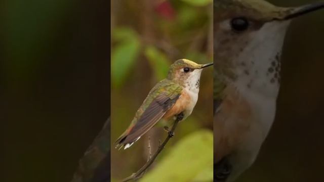 Птица Колибри | Hummingbird смотреть онлайн