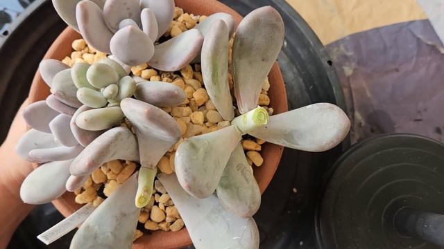 5 DICAS FÁCEIS E PRÁTICAS PARA TER UM VASO CHEIO MAIS RÁPIDO смотреть онлайн