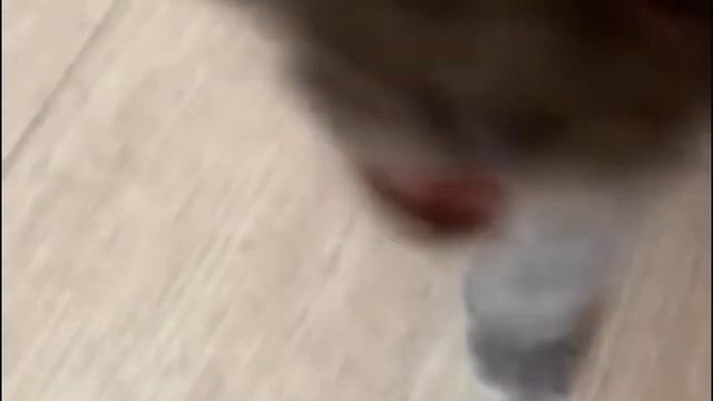 Пушистый дачник смотреть онлайн