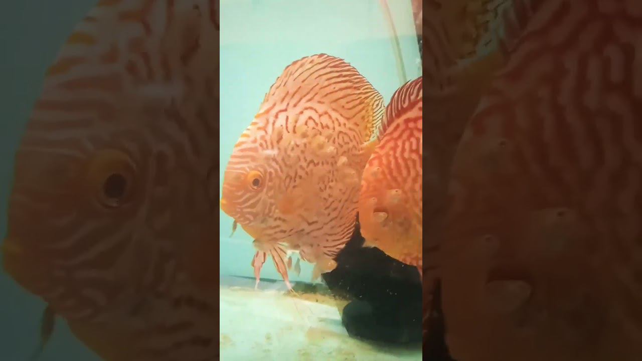 Пиджен Змеиная кожа с мальками.#shorts #short #aquarium #discus #дискусы #аквариум #аквариумныерыбки смотреть онлайн