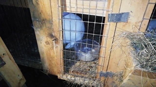 Как поить кроликов зимой. Клеточное содержание кроликов. смотреть онлайн