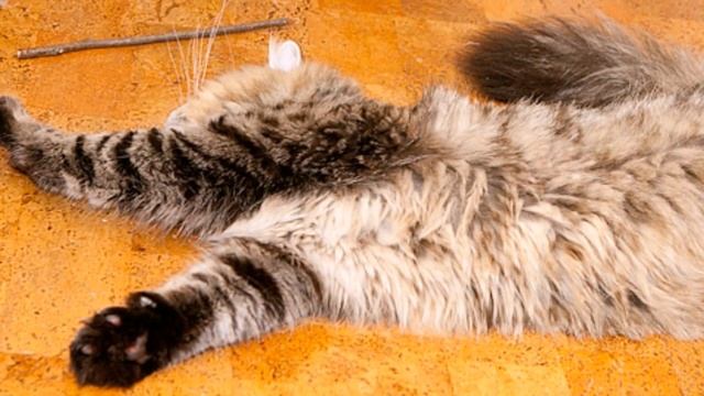 Почему кошка лежит на пороге Why is the cat lying on the doorstep смотреть онлайн