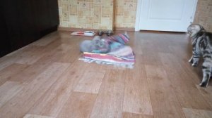 Вязка британских кошек