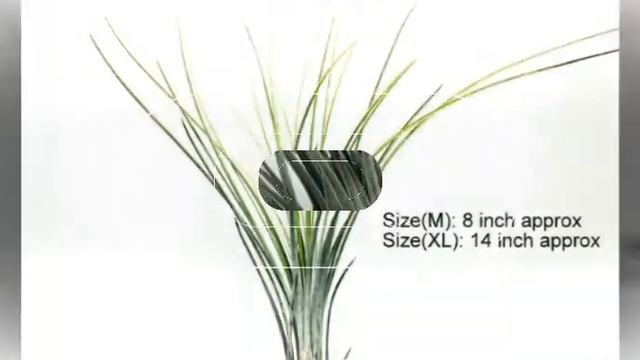 Air Plants / Tillandsia For Sale In India