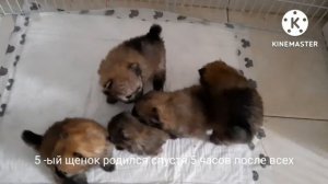 Щенки померанского  шпица с рождения до 1,5 месяца