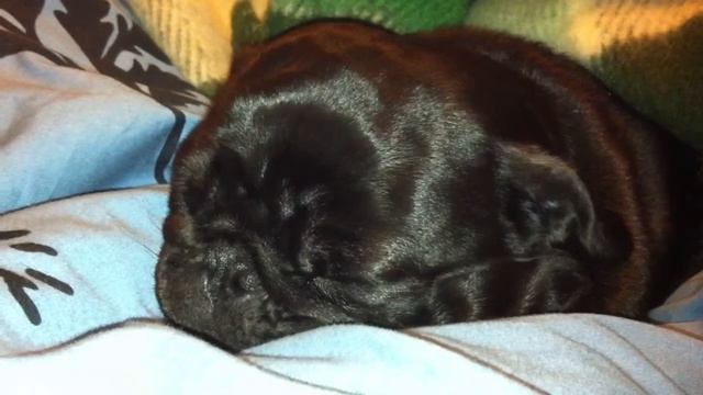 Pug snores! смотреть онлайн