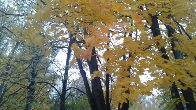 "Я пришлю тебе осень" Надежда Капошко смотреть онлайн