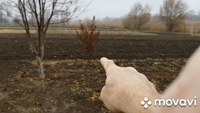 Фазаниха в ловушке на огороде смотреть онлайн