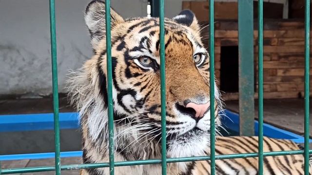 Милая мордаша???❤ смотреть онлайн