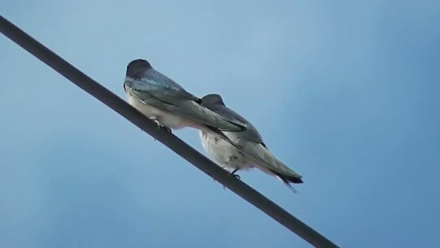 Cute little swallows preening themselves смотреть онлайн