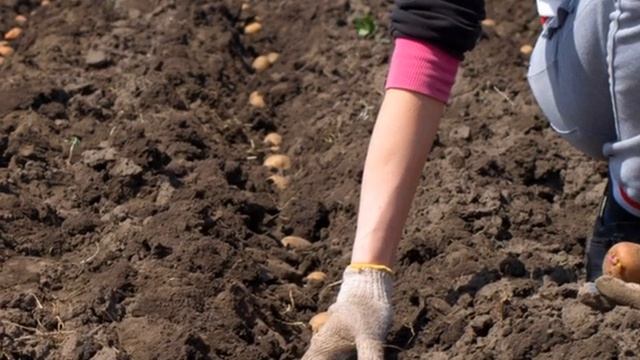 Посадка картофеля по лунному календарю. Когда сажать картофель? Не пропустите подходящий момент! смотреть онлайн