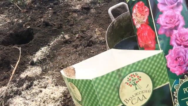 Посадка роз в теплицу ?? смотреть онлайн