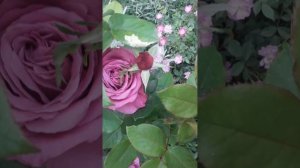 Роза шарль де Голь.