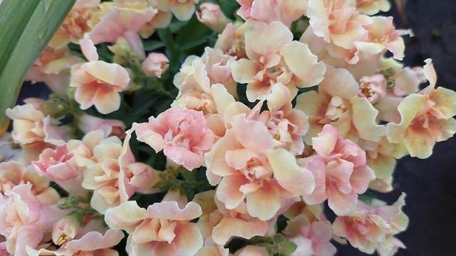 Карликовый львиный зев Твинни. Второе цветение. Сад в конце июля.2021г. смотреть онлайн