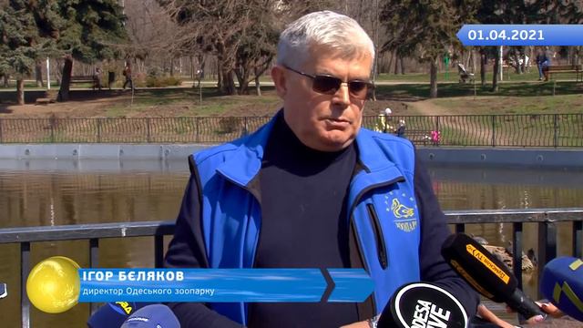 Без комментариев: В пруд парка Победы вернулись черепахи смотреть онлайн