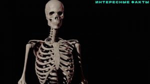 ✔️ИНТЕРЕСНЫЕ ФАКТЫ О СКЕЛЕТЕ И КОСТЯХ.