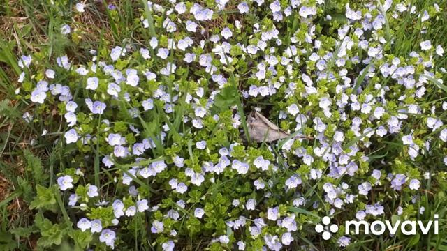 Вероника нитевидная (ползучая), продолжение. смотреть онлайн