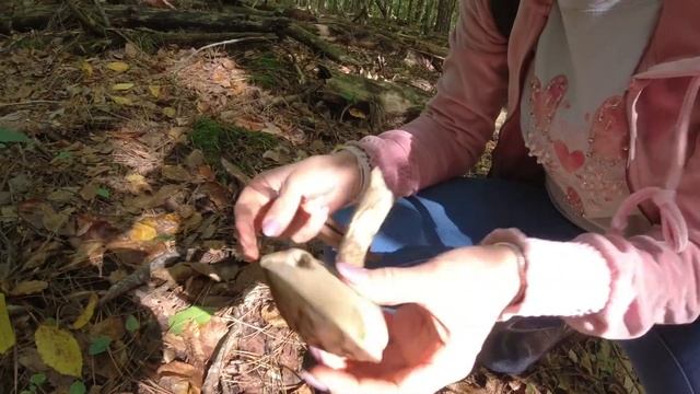 Гриб Цезарь / Грибы Краснодарского края / Тихая охота в Туапсинском районе смотреть онлайн