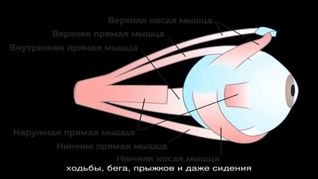 Какие самые сильные мышцы в человеческом организме: где они расположены? смотреть онлайн
