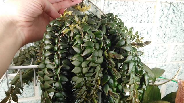 Columnea arguta и Hoya erythrina Bajo смотреть онлайн