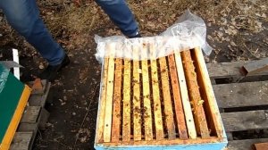 БЕЛКОВАЯ ПОДКОРМКА ДЛЯ ПЧЁЛ!!!